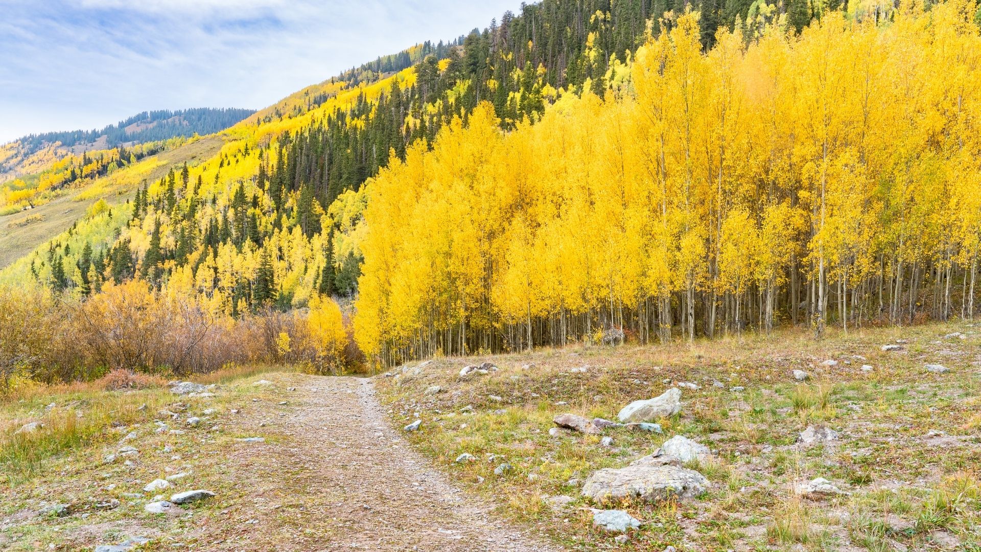 a stand of golden aspen trees with a trail leading into them