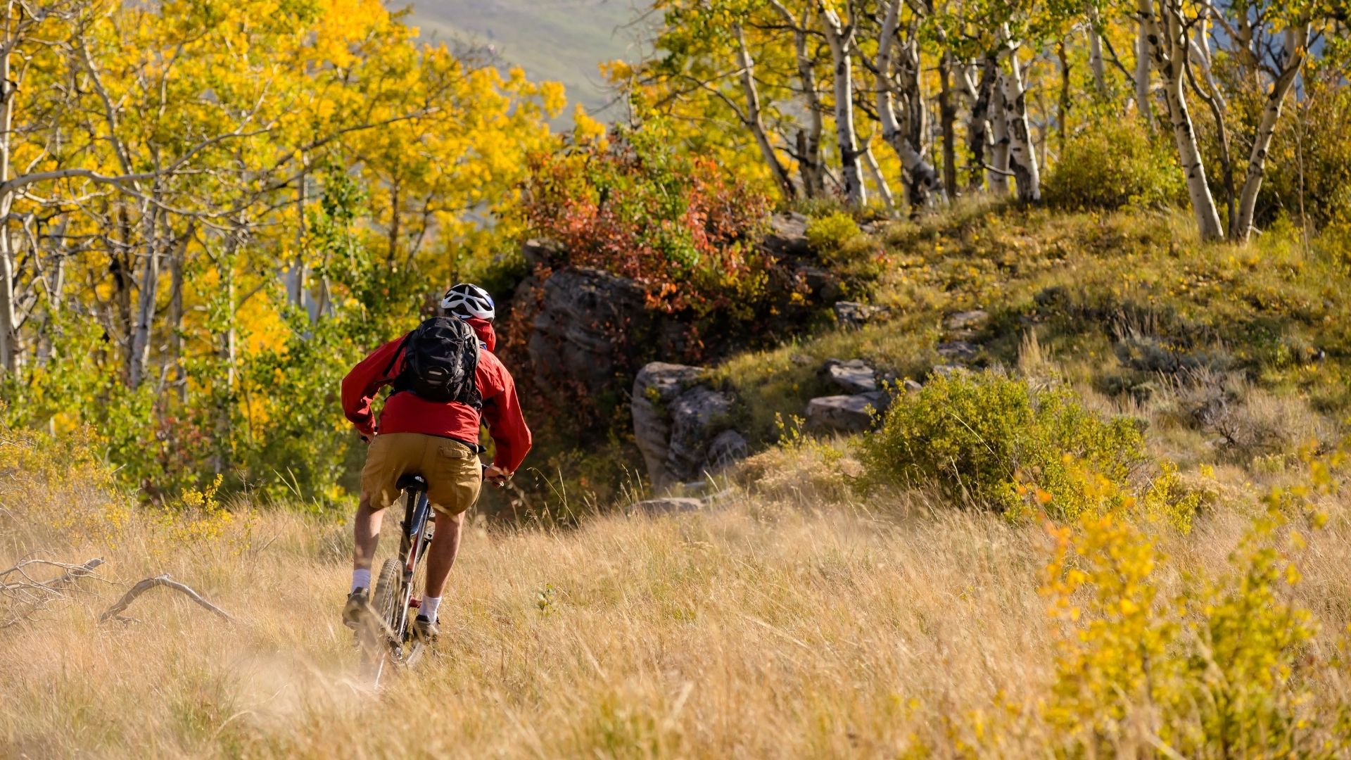 biker going through yellow aspen forest