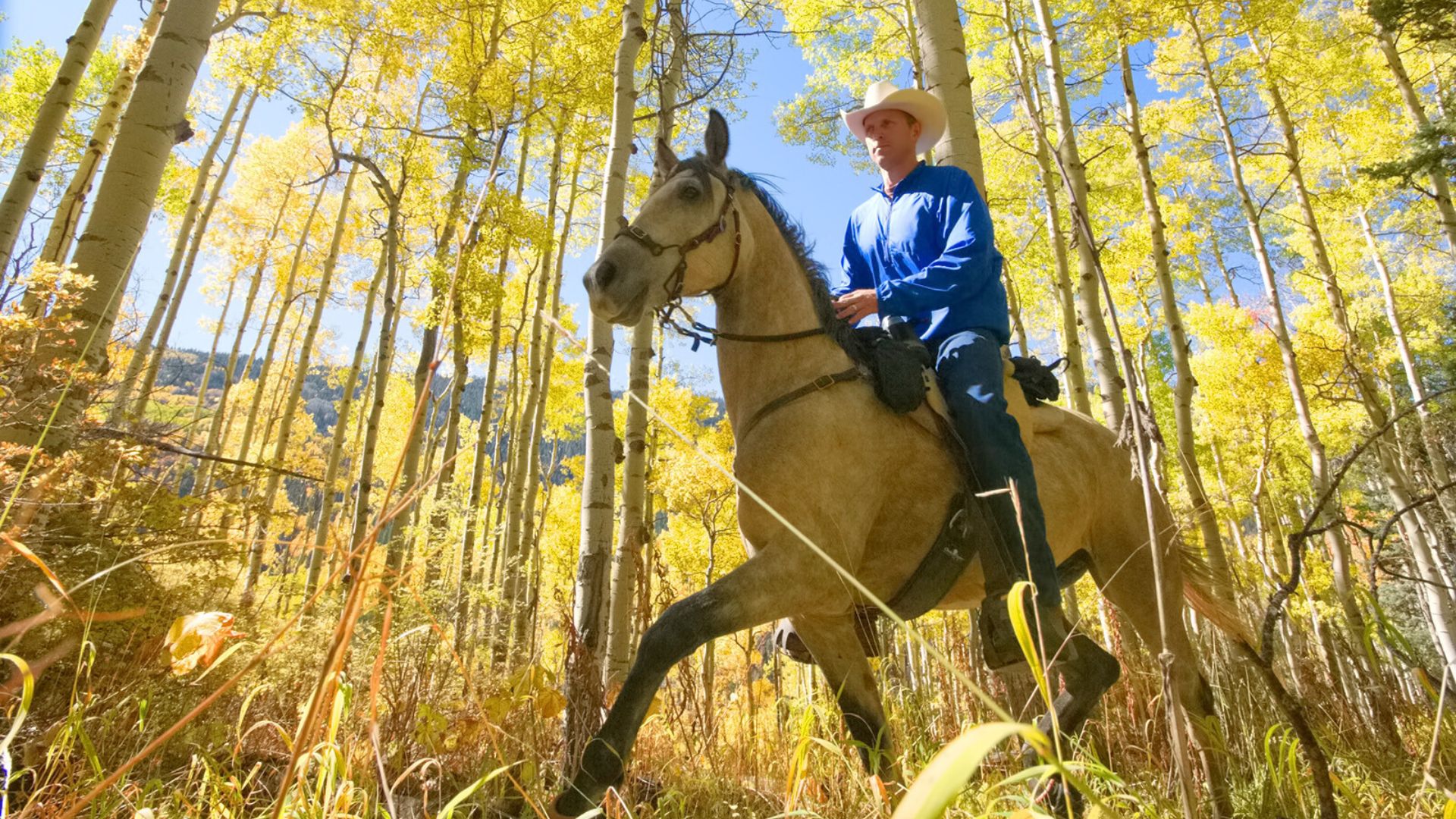 man on horseback is riding through an aspen grove